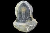 Zlichovaspis Trilobite - Top Quality Specimen #107613-1
